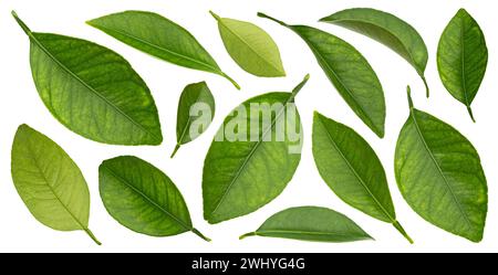 Citrus leaves isolated on white background, full depth of field Stock Photo