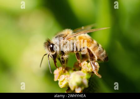 Macro insect photography, Succulent cactus close-ups, Nature details, Insect macro shots, Cactus plant details, Close-up photography, Macroscopic view Stock Photo