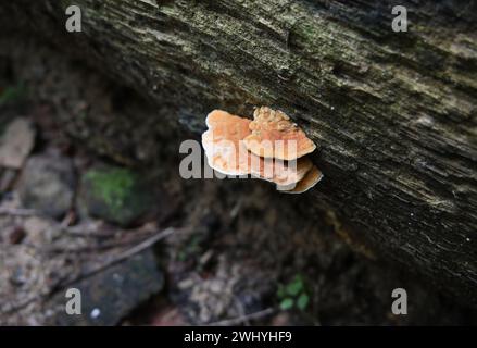 A small pale orange colored bracket mushroom cluster growing on a side of a fallen coconut trunk that is being decayed Stock Photo