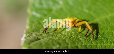 Macro photography, Crab spider, Misumenoides formosipes, Spider close-up, Arachnid details Stock Photo