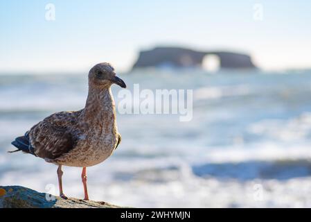 Goat Rock, Northern California, Seagull, Waves, Coastal beauty, Pacific Ocean, Rock formations, Coastal waves Stock Photo