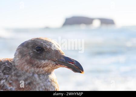 Goat Rock, Northern California, Seagull, Waves, Coastal beauty, Pacific Ocean, Rock formations, Coastal waves Stock Photo