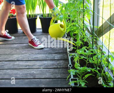 Women gardener watering plants. Container vegetables gardening. Vegetable garden on a terrace. Flower, tomatoes growing in conta Stock Photo