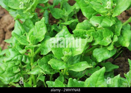 Tetragonia tetragonioides, New Zealand spinach growing in garden Stock Photo
