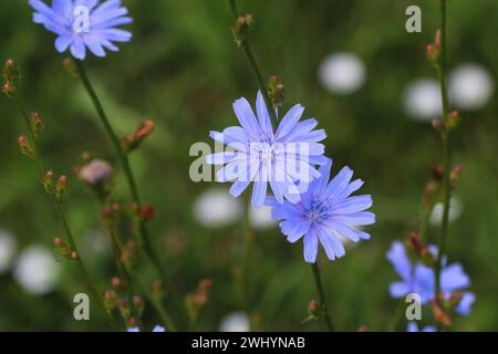 Blue Chicory Flowers, chicory wild flowers on the field. Blue flower on natural background. Flower of wild chicory endive . Cich Stock Photo