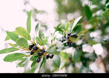 Black olives among green foliage on tree branches Stock Photo