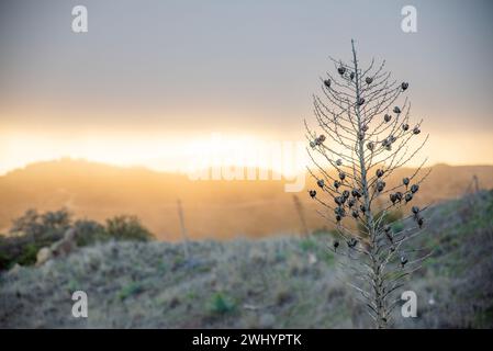 Whispy Fog, Sunset, Santa Barbara Mountains, Chaparral, Yucca, Landscape, Dreamy, Colors, Atmosphere, Foggy, Mountain Range, Ethereal, Scenic Stock Photo