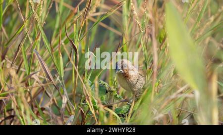 Curious sparrow hiding in grassy field. Stock Photo