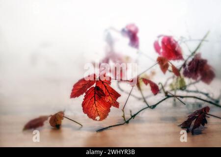 Red autumn leaves on thin twigs against a gray background, blurry abstracted by a fogged glass pane, fall and winter still life, Stock Photo