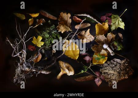 Still life collected from the forest with tree bark, roots, mushrooms, leaves and cones, flat lay on a black background, high an Stock Photo