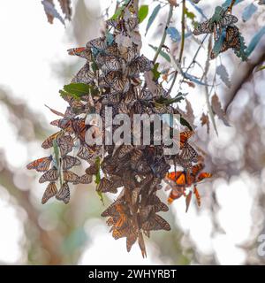 Monarchs, Breeding, Eucalyptus Tree, Santa Barbara, California, Orange Monarch Butterfly, Mating, Migration, Butterfly Cluster, Monarch Lifecycle Stock Photo