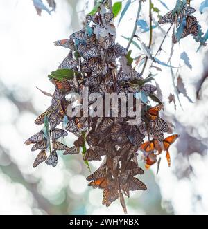 Monarchs, Breeding, Eucalyptus Tree, Santa Barbara, California, Orange Monarch Butterfly, Mating, Migration, Butterfly Cluster, Monarch Lifecycle Stock Photo