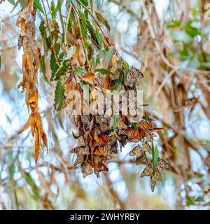 Monarchs, Breeding, Eucalyptus Tree, Santa Barbara, California, Orange Monarch Butterfly, Mating, Migration, Butterfly Cluster, Monarch Lifecycle Stock Photo