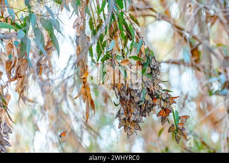 Monarchs, Breeding, Eucalyptus Tree, Santa Barbara, California, Orange Monarch Butterfly, Mating, Migration, Butterfly Cluster, Monarch Lifecycle Stock Photo