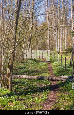 Fallen trees over path in the forest at spring Stock Photo