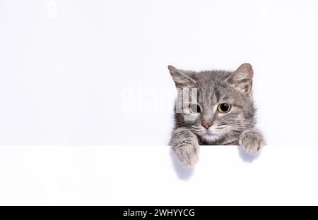 Silver tabby cat looks out over a white wall leaning on its paws Stock Photo