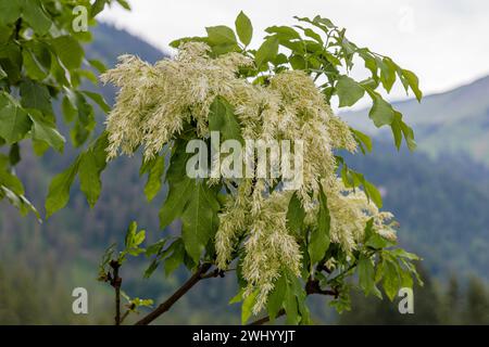 Manna Ash (Fraxinus ornus L.) flowering Stock Photo