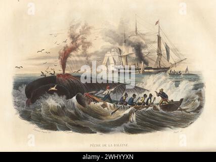 French whalers hunting the critically endangered North Atlantic right whale, Eubalaena glacialis. A sailor plunges a harpoon into a baleen whale from a rowboat. Ships from the whaling fleet in the background. Peche de la Baleine. Handcoloured steel engraving by Charles Beyer after an illustration by Edouard Travies from Bernard Germain de Lacepede’s Histoire Naturelle de Lacepede, comprenant les cetaces, les quadrupedes ovipares, les serpents et les poissons, Furne et Cie, Paris, 1847. Stock Photo