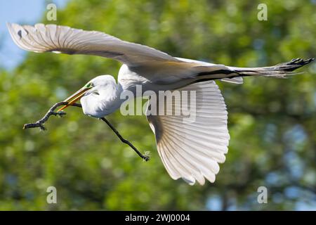 Great egret (Ardea alba) in flight with a large stick for nest building during breeding season in St. Augustine, Florida. (USA) Stock Photo
