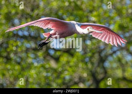 Pink Roseate spoonbill (Platalea ajaja) in flight over a wading bird rookery in St. Augustine, Florida. (USA) Stock Photo
