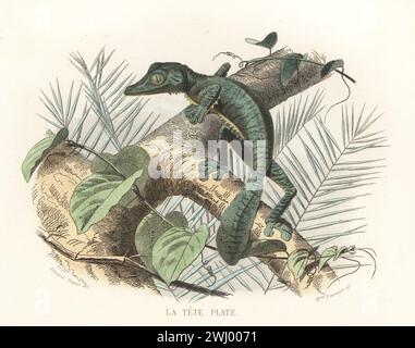 Common flat-tail gecko or giant leaf-tailed gecko, Uroplatus fimbriatus. Basking on a tree bough. Le tete-plate. Handcoloured steel engraving by Madame Félicie Fournier after an illustration by Edouard Travies from Bernard Germain de Lacepede’s Histoire Naturelle de Lacepede, comprenant les cetaces, les quadrupedes ovipares, les serpents et les poissons, Furne et Cie, Paris, 1847. Stock Photo