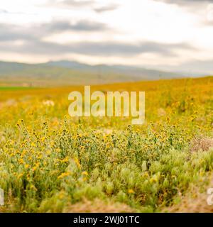 Dirt Paths, Vivid Sunset, Grassy Hills, Rolling Hills, Antelope Valley, California, Nature, Landscape, Sunset Glow Stock Photo