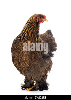 brahma chicken isolated on white background Stock Photo
