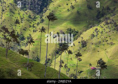 The Valle de Cocora (Cocora Valley) is located in the mountains of the Departamento del QuindÃo and is part of Los Nevados Nati Stock Photo