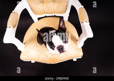 Boston Terrier puppy sitting on retro arm chair in studio Stock Photo