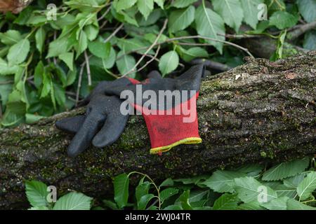 Abandoned working red and black gloves on a trunk of fallen tree Stock Photo