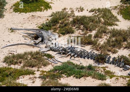 Whale skeleton on the beach at Seal Bay Conservation Park, Kangaroo Island, South Australia Stock Photo