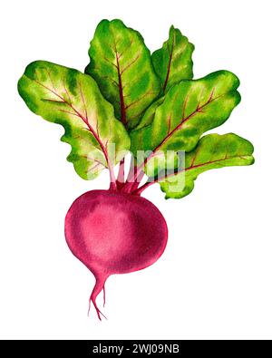 Watercolor Fresh Beetroot with green leaves. Hand drawn illustration, isolated on white background Stock Photo