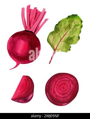 Fresh Beetroot and slice set. Watercolor hand drawn illustration isolated on white background Stock Photo