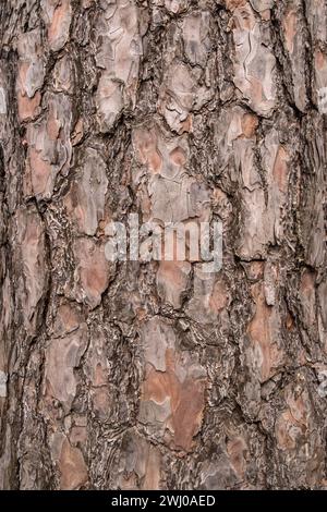 Bark of old perennial pine tree closeup as natural wooden background Stock Photo