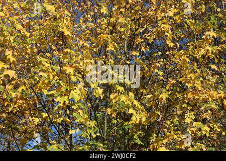 Acer pseudoplatanus, Sycamore maple, autumn Stock Photo