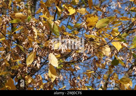Carpinus betulus, Hornbeam, autumn leaves, seeds Stock Photo
