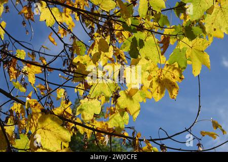 Acer pseudoplatanus, Sycamore maple, autumn Stock Photo