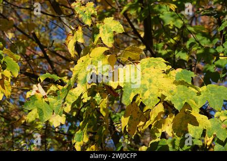 Acer pseudoplatanus, Sycamore maple, autumn Stock Photo