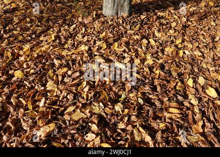Carpinus betulus, Hornbeam, autumn leaves Stock Photo