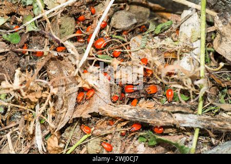 Nymphs of the common fire bug (Pyrrhocoris apterus) Stock Photo