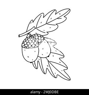 Acorn. Hand drawn doodle style. Vector illustration isolated on white. Coloring page Stock Vector