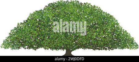 A Big Monkey Pod Tree Vector Illustration Isolated On A White Background. Stock Vector