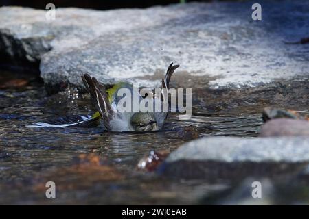 Grey wagtail in spring on the Spree in Upper Lusatia Stock Photo
