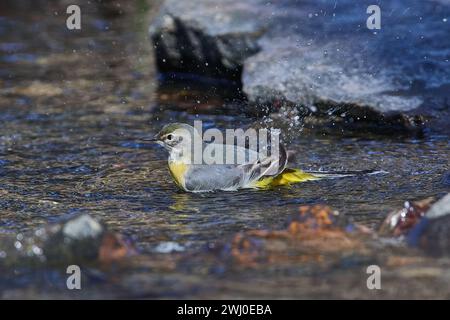 Grey wagtail in spring on the Spree in Upper Lusatia Stock Photo
