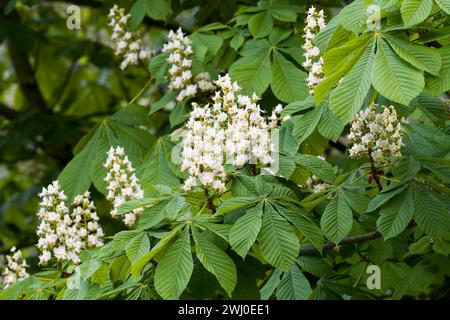 Common horse chestnut (Aesculus hippocastanum) in spring Stock Photo