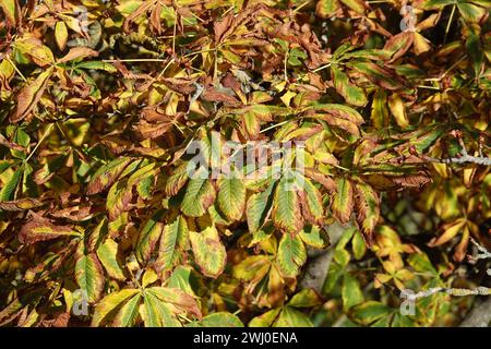 Aesculus hippocastanum, horse chestnut, autumn leaves and fresh buds Stock Photo