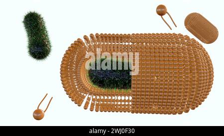 3d rendering of Bacteria are coated with an extra self-assembled lipid membrane to improve their survival against environmental assaults. Stock Photo