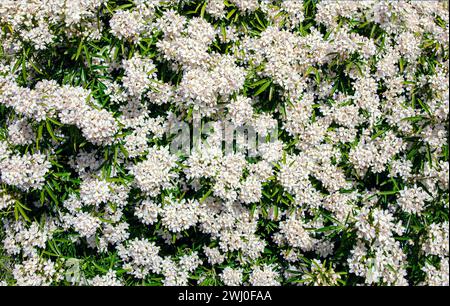 Choisya ternata - Oranger du Mexique - Aztec Pearl. Full frame Texture Background of mexican orange Stock Photo