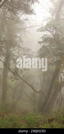 Dream like scene in a Laligurans rain forest in Nepal. Stock Photo