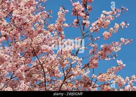 Cherry tree blossom, branches and twigs with pink flowers in a sunny spring day, blue sky Stock Photo